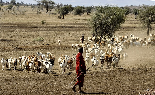 牛を放牧するマサイ族